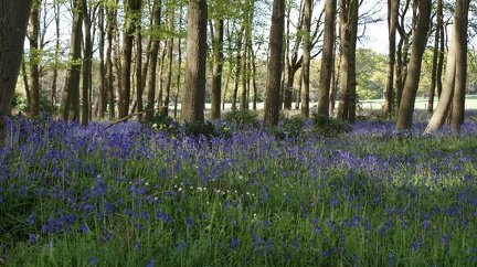 Bluebell Woods-90