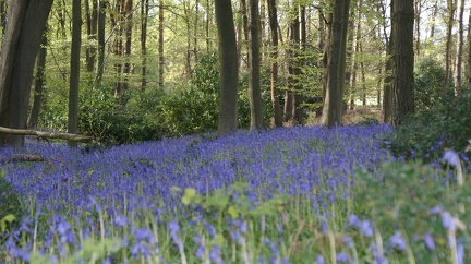 Bluebell Woods-91