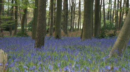 Bluebell Woods-92