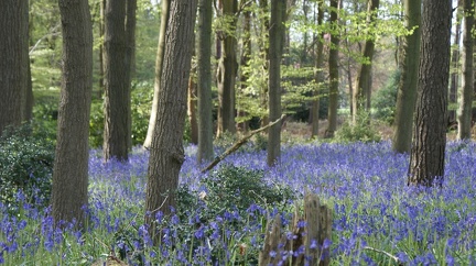 Bluebell Woods-93