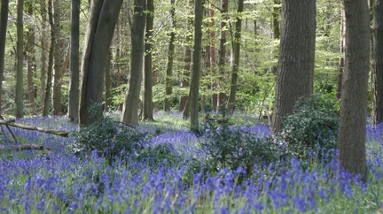 Bluebell Woods-94