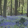 Bluebell Woods-95