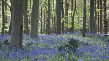 Bluebell Woods-95