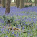 Bluebell Woods-96