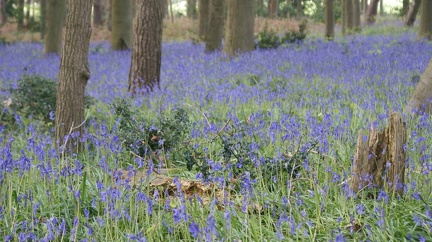 Bluebell Woods-96