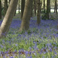 Bluebell Woods-97