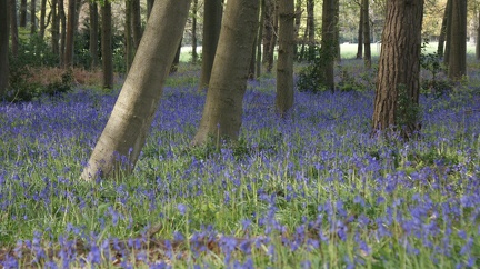 Bluebell Woods-97