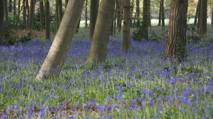 Bluebell Woods-97