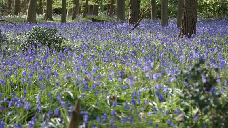 Bluebell Woods-98