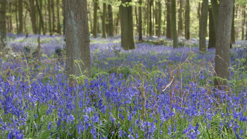 Bluebell Woods-99