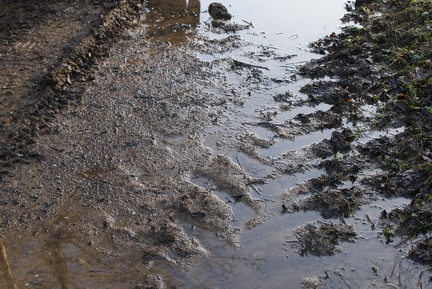 Puddles-1