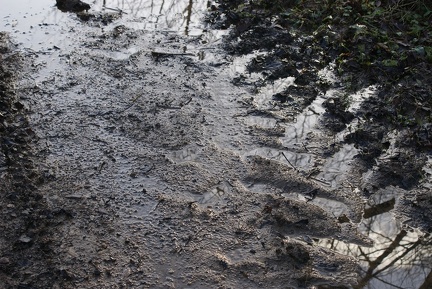 Puddles-3