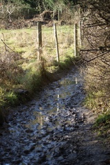 Puddles-5