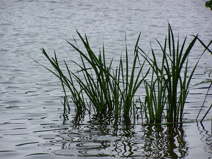 Ripples-11