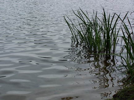 Ripples-12