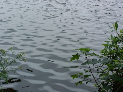 Ripples-13